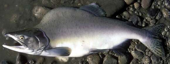 Image of Pink Salmon