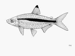 Image of Sharptooth tetra