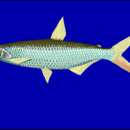 Image of Pebbly Fish
