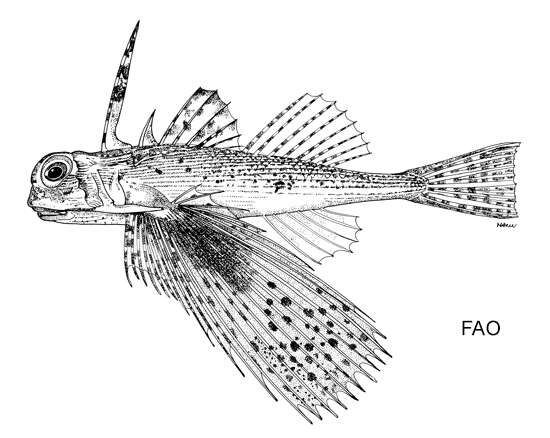 Image of Flying gurnard