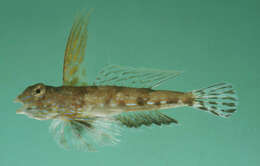 Image of Kiyo’s dragonet