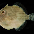 Image of Japanese inflator filefish