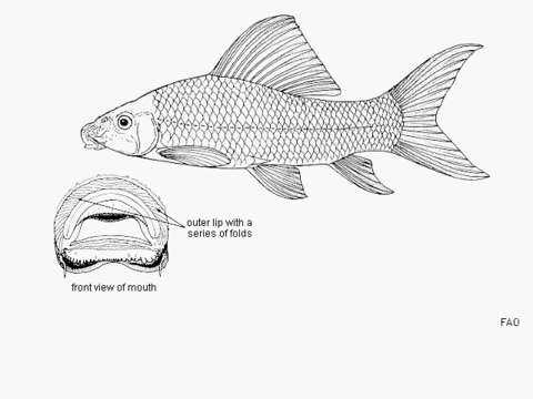 Image of African Carp