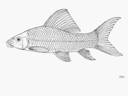 Image of African Carp