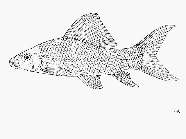 Image of African Carp