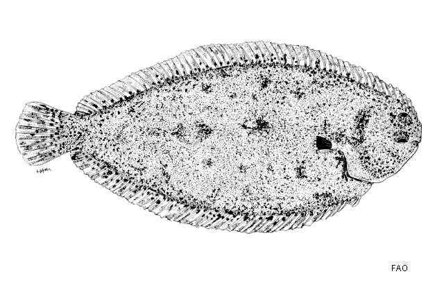 Image of Stanaland&#39;s sole