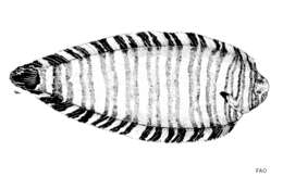 Image of Convict zebra sole