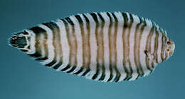 Image of Convict zebra sole