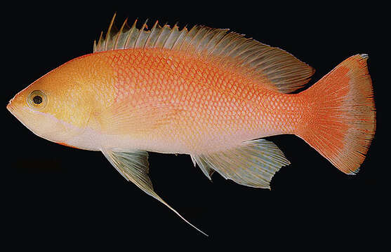 Слика од Pseudanthias heemstrai Schuhmacher, Krupp & Randall 1989