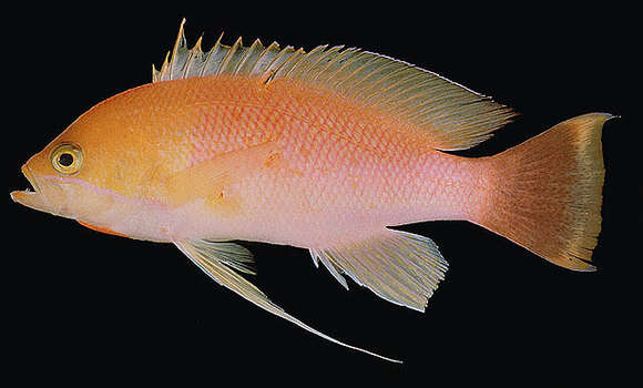 Слика од Pseudanthias heemstrai Schuhmacher, Krupp & Randall 1989