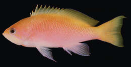 Image of Orangehead anthias