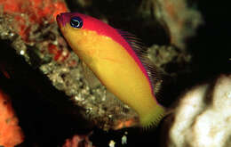 Image de Pictichromis diadema (Lubbock & Randall 1978)