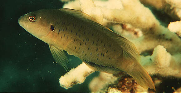 Image de Pseudochromis olivaceus Rüppell 1835