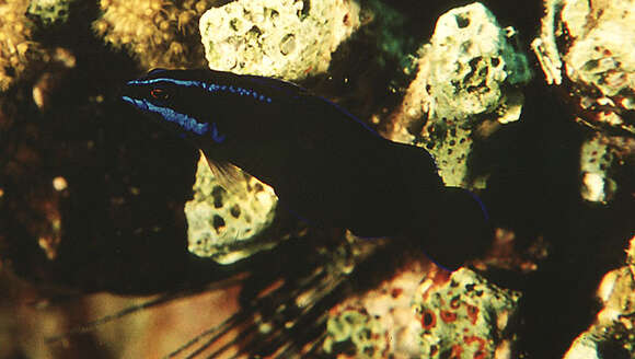 Pseudochromis springeri Lubbock 1975 resmi