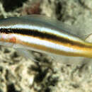 Image of Forktail dottyback