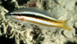 Image of Forktail dottyback