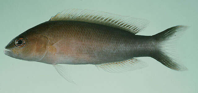 Image de Pseudochromis dixurus Lubbock 1975