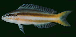 Image de Pseudochromis dixurus Lubbock 1975