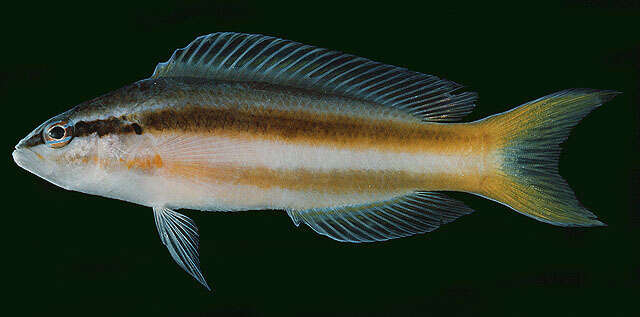 Image de Pseudochromis dixurus Lubbock 1975