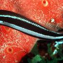 Image of Striped Dottyback