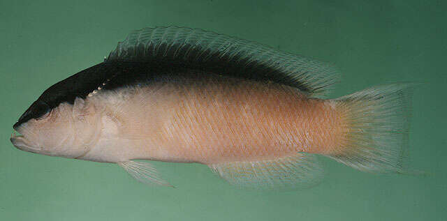 Image de Pseudochromis perspicillatus Günther 1862