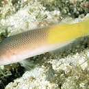 Image of Pyle&#39;s dottyback