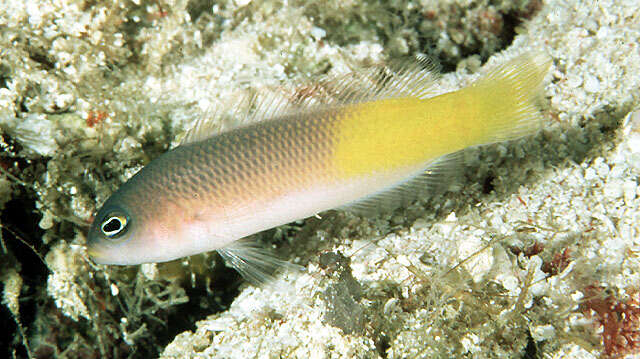 Image of Pyle&#39;s dottyback