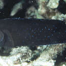 Image of Bluespotted dottyback