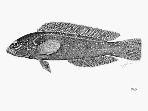 Image de Pseudochromis persicus Murray 1887