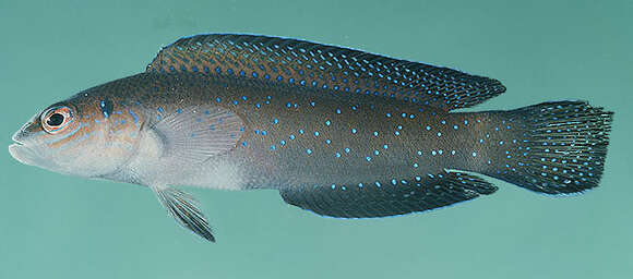 Image of Bluespotted dottyback