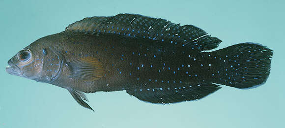 Image de Pseudochromis persicus Murray 1887