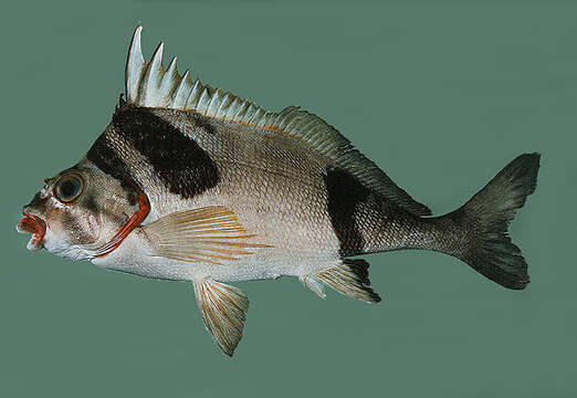 Image of Plessis&#39; morwong