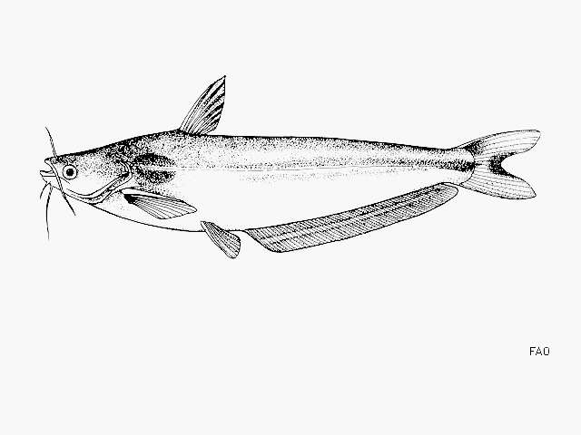 Image of African Butter Catfish