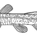 Image de Amphilius platychir (Günther 1864)