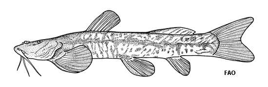 Image of Mountain barbel