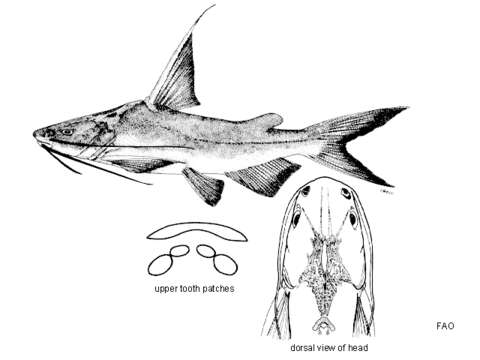 Image of Copper catfish