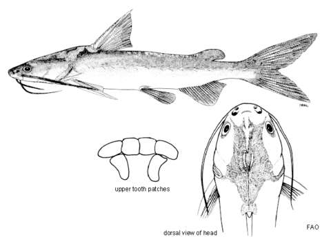 Image of Godfrey&#39;s catfish