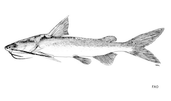 Image de Hexanematichthys mastersi (Ogilby 1898)