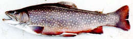 Image of brook trout