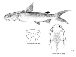 Image of Arafura catfish