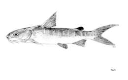 Image of Arafura catfish