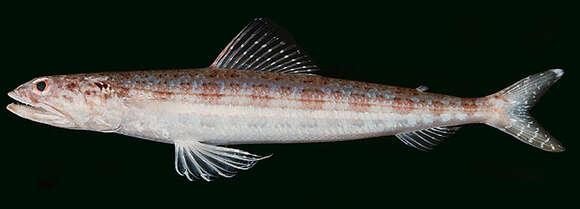 Image of Ear-spot lizardfish