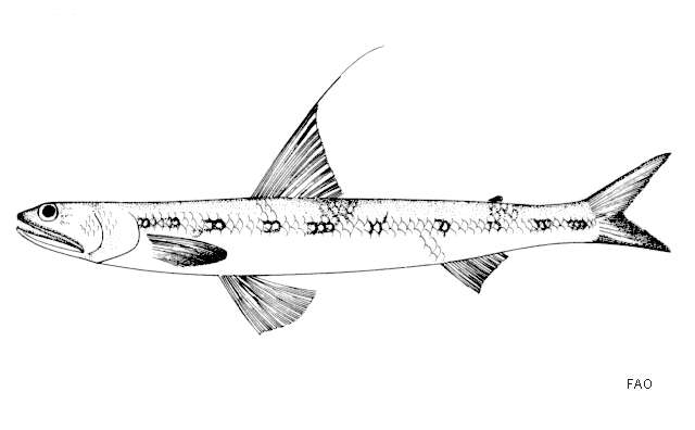 Image of Filamentosus saury