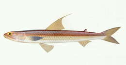 Image of Filamentosus saury