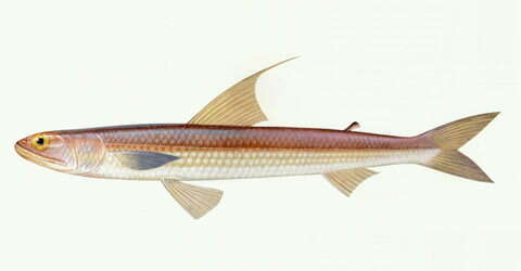 Image of Filamentosus saury