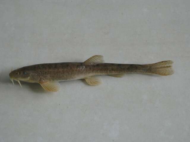 Image of Stoliczka triplophysa-loach