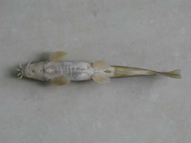 Image of Stoliczka triplophysa-loach