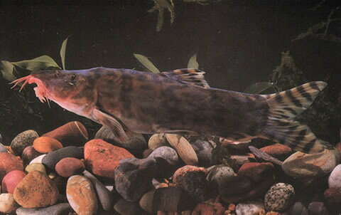 Image of botiid loaches