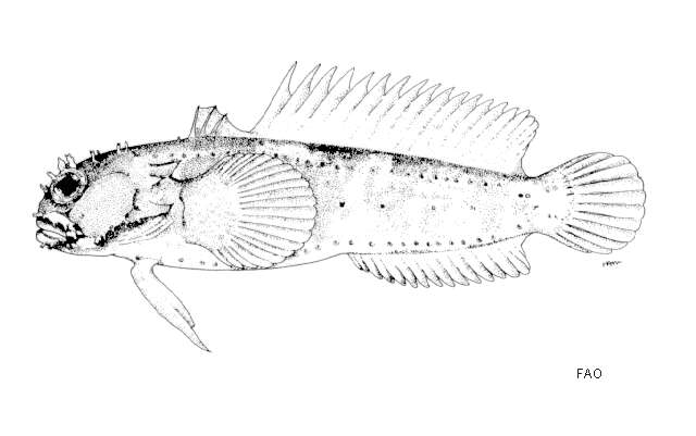 Слика од Halophryne queenslandiae (De Vis 1882)