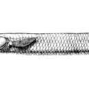 Image of Ectuntio halfbeak